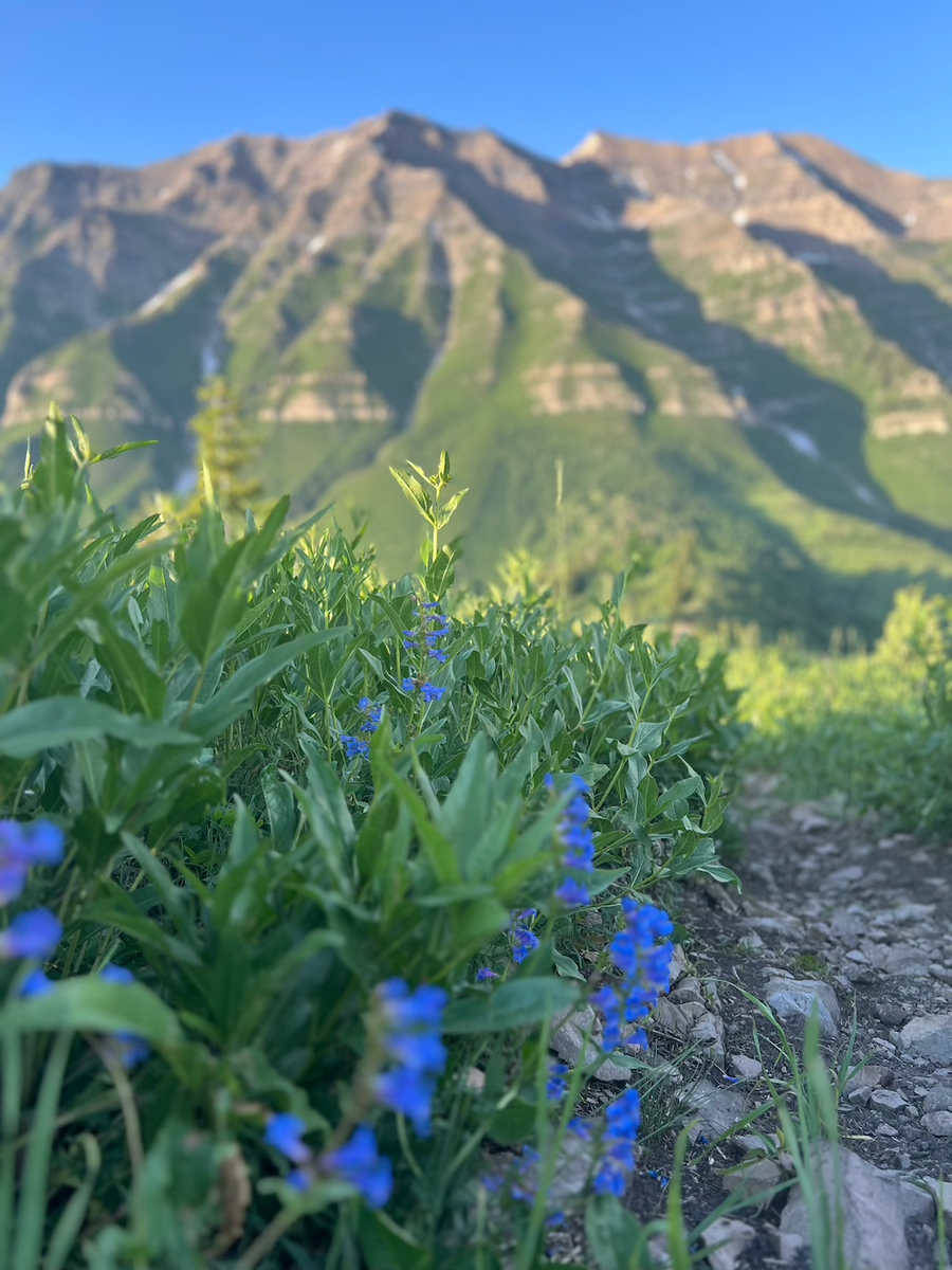 Hiking Mount Timpanogos | Everything You Need to Know – Timpanogos ...