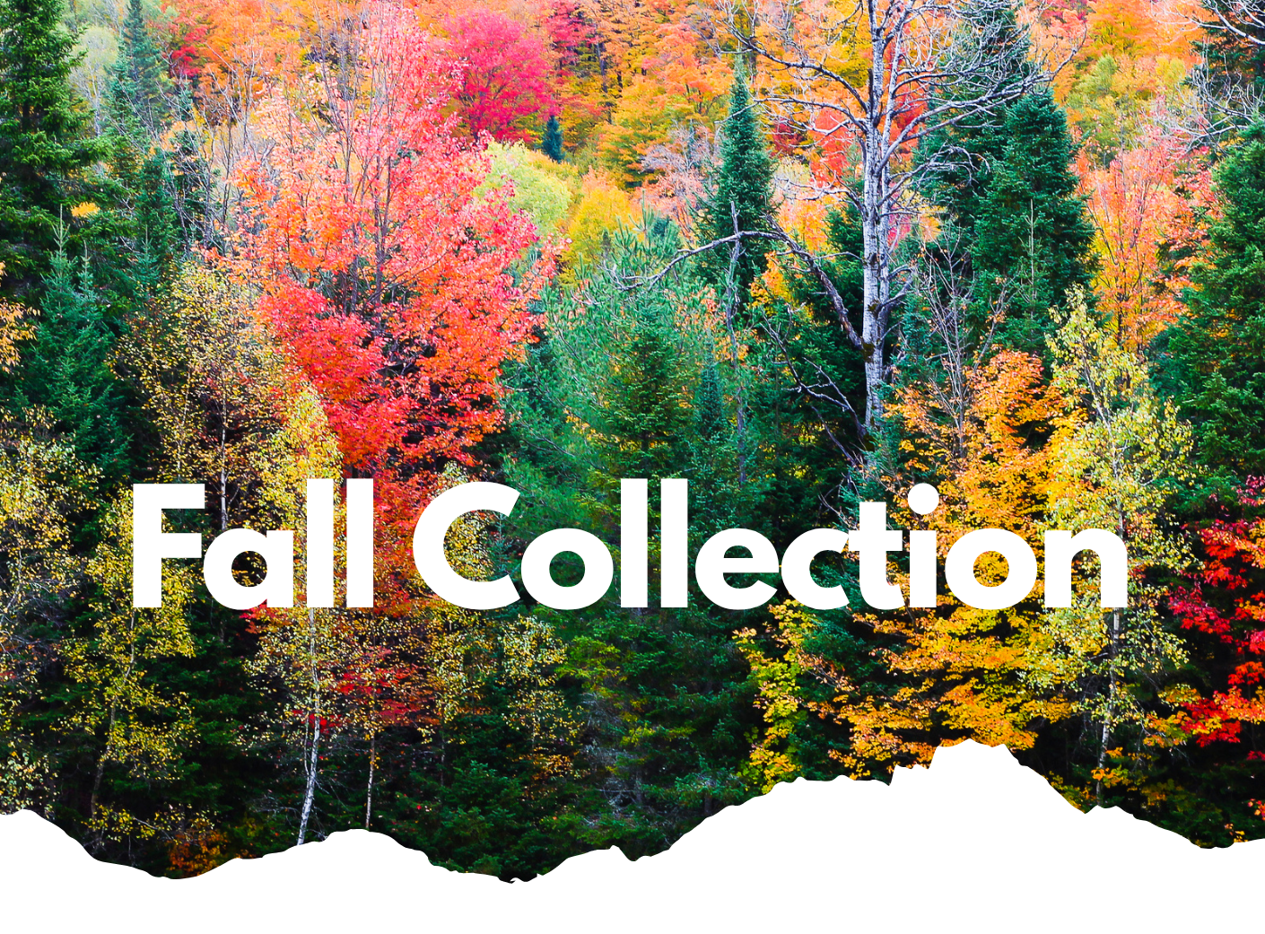 Fall Collection